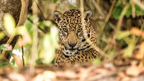 Brazil Untamed Bild 2