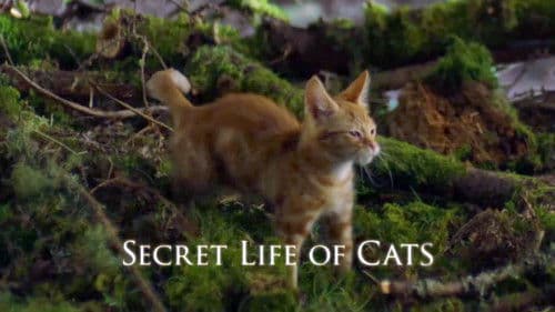 The Secret Life of Cats Bild 2