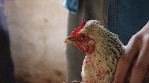 Frangos Mortos Bild 1