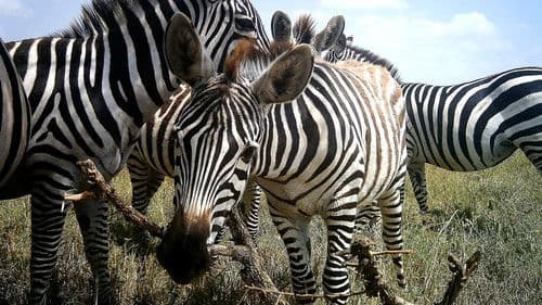 Amazing Animal Selfies Bild 1