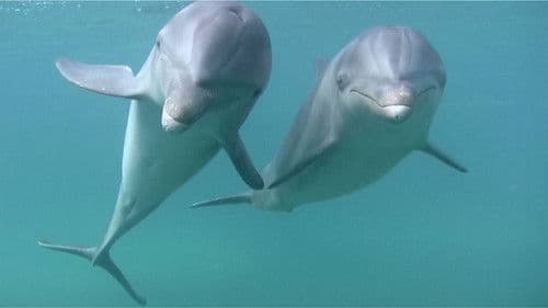 Dolphins Bild 1