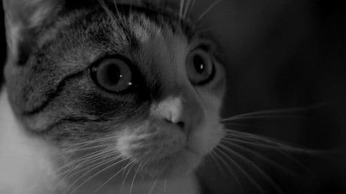 A Girl Walks Home Alone at Night Bild 5