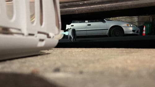 New York Cat Crisis Bild 6