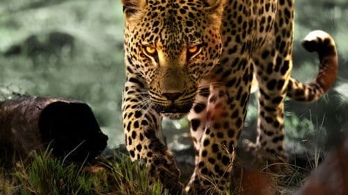 Leben mit Leoparden Bild 4