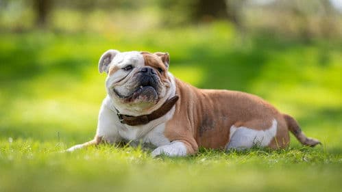 Zwei Erben sind einer zu viel Bild 2