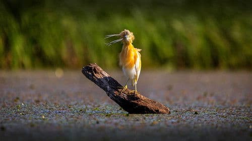 Tisza-tó - Az ember alkotta paradicsom Bild 1