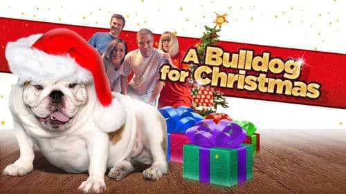 A Bulldog for Christmas Bild 1
