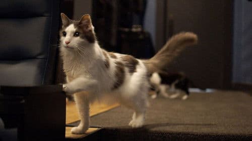 Quarantine Cat Film Festival Bild 4