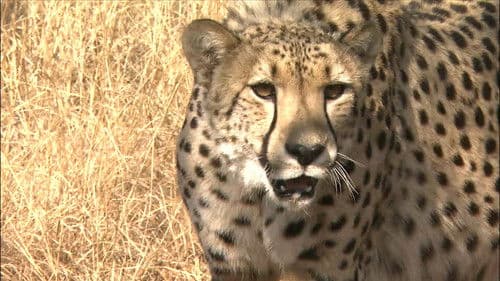 Africa's Super Seven Bild 1