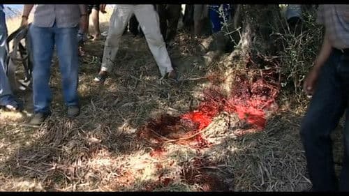 Bled Number One Bild 2