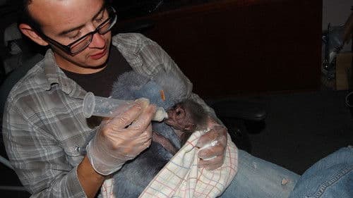 The Center: Gibbons and Guardians Bild 2