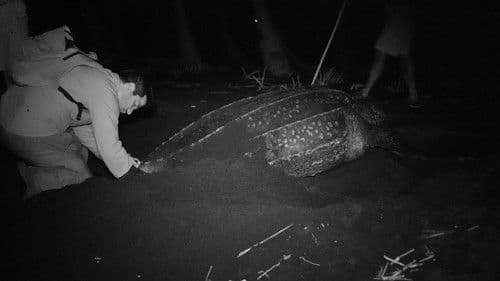 Why Just One? Bild 1