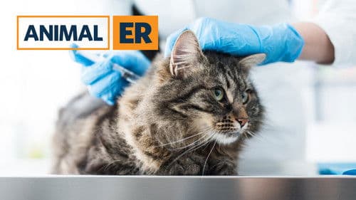 Tier Notaufnahme Bild 3