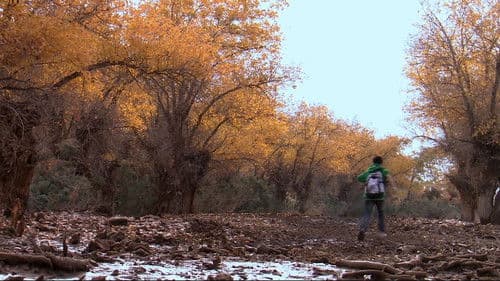 胡杨深处是我家 Bild 1