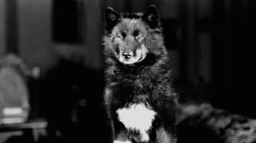 Balto - helten fra Alaska Bild 7