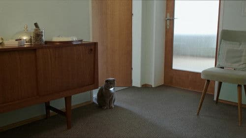 Nachts sind alle Katzen grau Bild 1