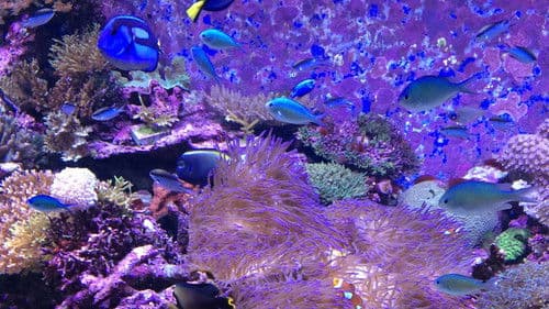 Can We Save the Reef? Bild 3