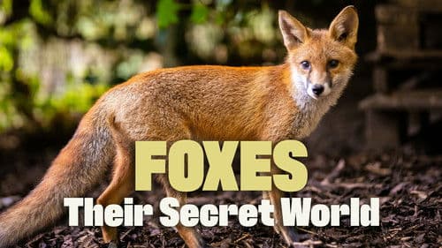 Foxes: Their Secret World Bild 3