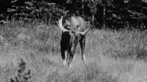 Hinterland Who's Who: Moose Bild 1