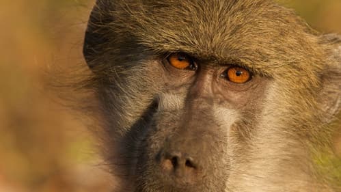 Queen of the Baboons Bild 1