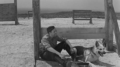 Polizeihund Muchtar Bild 7