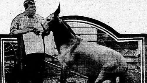 His Wedding Night Bild 1