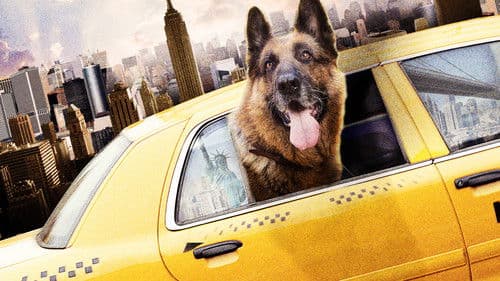 Tierisch Cool - Ein Hund in New York Bild 1
