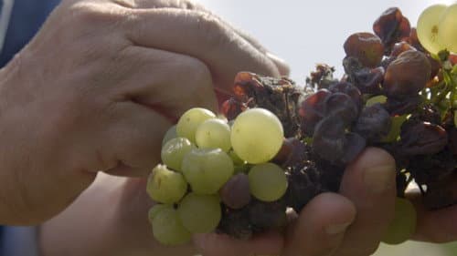 Folyékony arany Bild 3