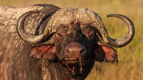 Blood Rivals: Lion vs Buffalo Bild 1