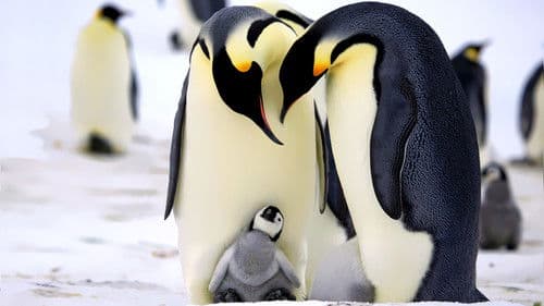 Pinguine hautnah Bild 1