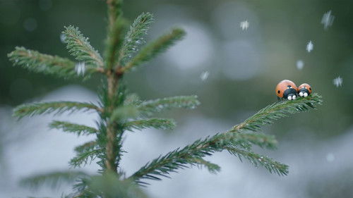 Die Winzlinge - Abenteuer in der Karibik Bild 4
