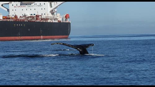 Kollision mit Walen - Der tödliche Schiffsverkehr Bild 3