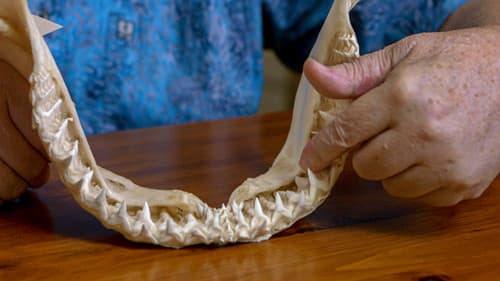 Bullenhaie auf Angriff Bild 5