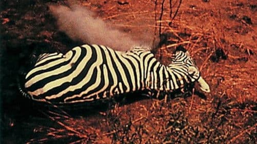 Unsere Afrikareise Bild 1