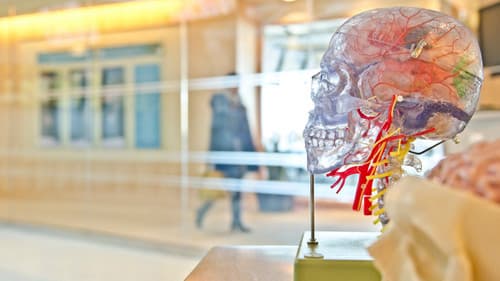 Secrets of the Brain Bild 1