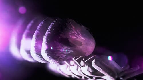 Kamasi Washington - As Told To G/D Thyself Bild 7