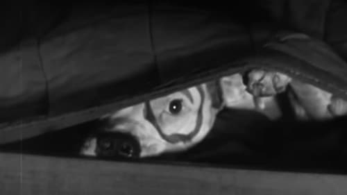 Eine wilde Seeräubergeschichte Bild 1