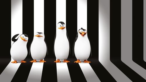Die Pinguine aus Madagascar Bild 1