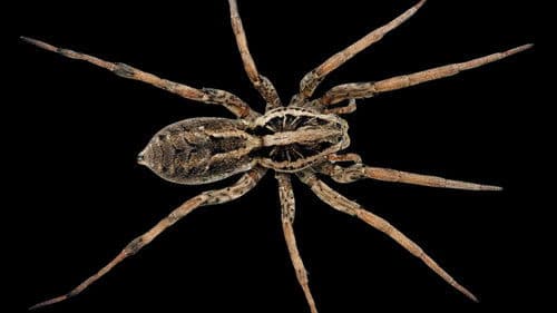 鹿男あをによし Bild 4