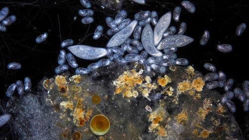 Planeta Microbio Bild 1