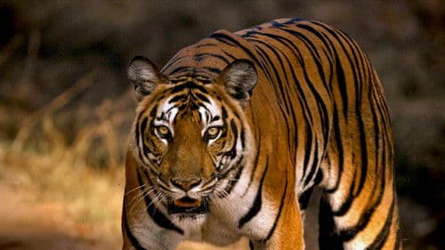 ಗಂಧದ ಗುಡಿ Bild 2