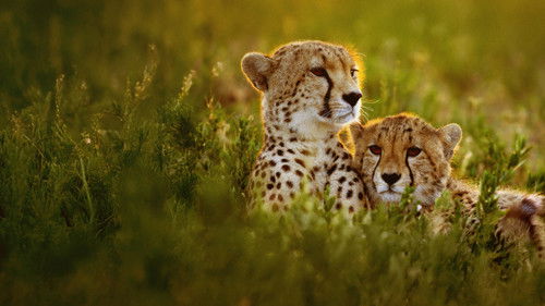 Geparde hautnah mit Bertie Gregory Bild 8