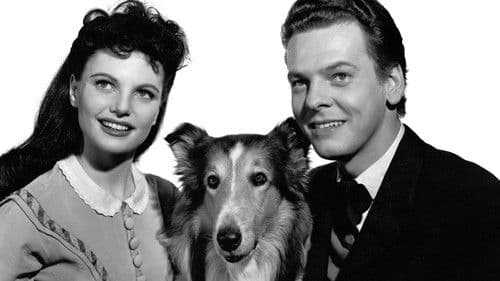 Lassie in Not Bild 2