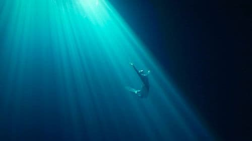 Sirenas Contra el Plástico Bild 2