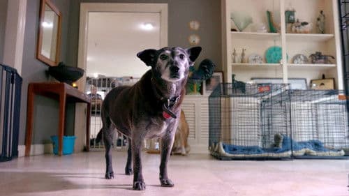 Life in the Doghouse Bild 2