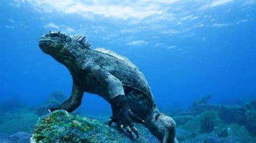 Galapagos 3D with David Attenborough Bild 4