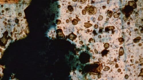 23rd Psalm Branch Bild 1