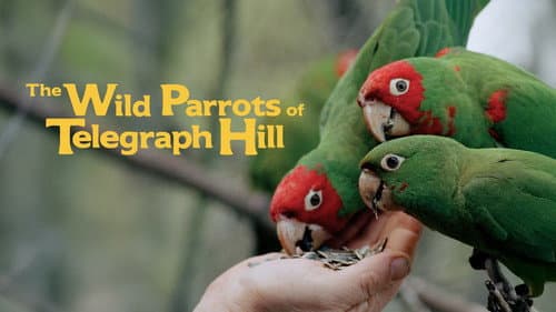 The Wild Parrots of Telegraph Hill Bild 4