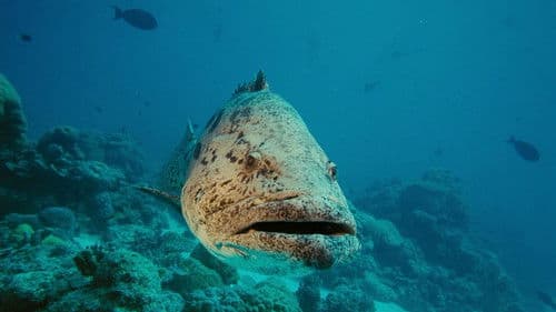 IMAX: Under The Sea 3D Bild 2