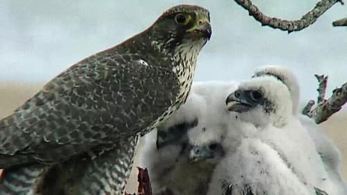 The Barrens Quest Bild 1